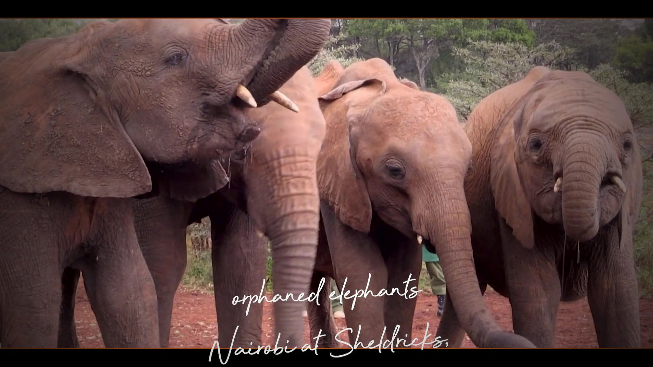 KENYA: ELEPHANTS